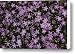 A Spray Of Purple Phlox Flowers Fills Canvas Print / Canvas Art - Artist James P. Blair
