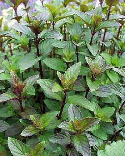 Chocolate Mint - Grow Indoors or Out - 3 Pot