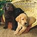 Labrador Retriever Puppies 2008 Mini Wall Calendar