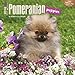Pomeranian Puppies - 2016 Mini Wall Calendar 7 x 7in