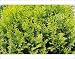 Photographic Prints of Hinoki false cypress Nana Aurea from Science Photo Library
