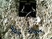 Royal Blue Magnetic Therapy Boho Hoop Earrings w/ Swarovski Crystals (5048-E)