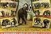 ELEPHANT BEST TRAINED INTELLIGENCE SHOW CIRCUS SMALL VINTAGE POSTER REPRO ON CANVAS