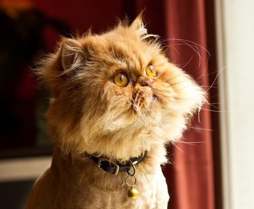Canon portrait lens - cat portrait Portrait of a cat with Canon 85mm f/1.8