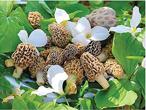 The Great Morel, Americas Mushroom 550 Piece Puzzle