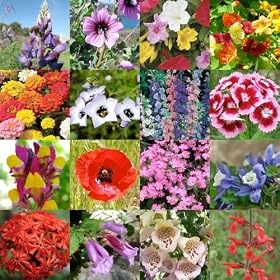 7,000 Seeds, Wildflower Mixture "Bird & Butterfly" (16 Species) Seeds By Seed Needs (SHIPS FROM THE U.S.A)