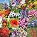 7,000 Seeds, Wildflower Mixture "Bird & Butterfly" (16 Species) Seeds By Seed Needs (SHIPS FROM THE U.S.A)
