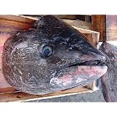 調理簡単!! マグロ頭カット済み10kg