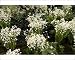 Photographic Prints of Lily of the Valley from Ros Drinkwater