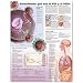 Book Understanding HIV and AIDS Anatomical Chart in Spanish (Entendiendo Que Son el VIH y el SIDA)