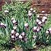 Iris bearded Purple And White - 3 Plants