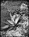 Photographic Prints of Agave Panyi or Parryi (Parrys Agave) from Mary Evans