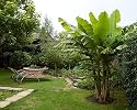 Winter Hardy Basjoo Banana Plant - Musa - 4" POT