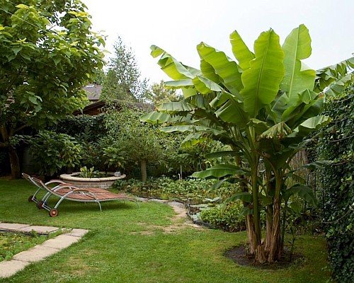 Winter Hardy Basjoo Banana Plant - Musa - 4