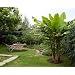 Winter Hardy Basjoo Banana Plant - Musa - 4" POT