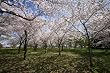 Amid Cherry Blossoms, Washington, D.C. - Alluring 16x20 Photographic Print by Brendan Reals