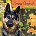 German Shepherds 2016 Wall Calendar