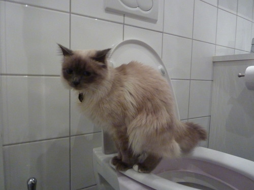 Litter Kwitter Toilet Training System
