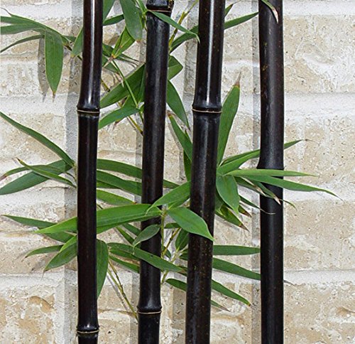 50 seeds/bag rare BLACK BAMBOO SEEDS - Phyllostachys Nigra Dendrocalamus asper Betung Hitam - Black culmed rough bamboo - seeds 50 seeds/bag rare BLACK BAMBOO SEEDS - Phyllostachys Nigra Dendrocalamus asper Betung Hitam - Black culmed rough bamboo - seeds