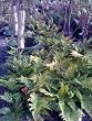 Autumn Fern One Gallon by Monrovia Growers