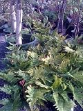 Autumn Fern One Gallon by Monrovia Growers