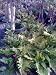 Autumn Fern One Gallon by Monrovia Growers