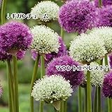 国華園　秋植え球根　アリウム　大輪アリウムセット　2種6球
