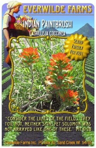 Everwilde Farms - Indian Paintbrush Native Wildflower Seeds - Jumbo Seed Packet (800)