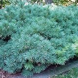 Amazon / Hirts: Bonsai: Pumila Eastern White Pine - Pinus strobus - Outdoors or Bonsai - 4 pot