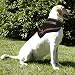 Dog Bandana - Houston Astros - Medium/Large