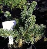 image link - - B002SRF6PC