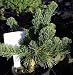 Ara Kawa Wart White Pine True Bonsai - Pinus