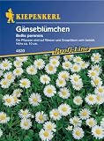 Eigenschaften Kiepenkerl - Blumen-Saatgut  / Bellis perennis Wiesengänseblümchen