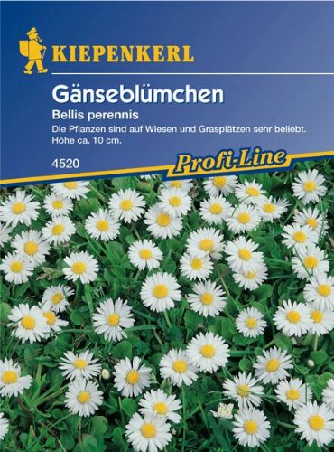 Bellis perennis Wiesengaensebluemchen
