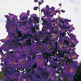 61fSsTmswSL. SL160  Delphinium Plants