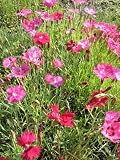 Eigenschaften Dachstauden  / Dianthus gratianopolitanus Grandiflorus - Pfingstnelke, 6 Pfl.