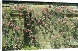 61fUuiSlpjL. SL160  Canvas Prints of SGI 6623 Rose   growing against old climbing wall from Ardea Wildlife Pets Reviews