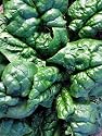 Bloomsdale Long Standing Spinach 700 or More Seeds