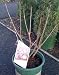 Pocahontas Lilac Super One Gallon Plant