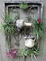 Live Bromeliad Window Fountain 10 Plants