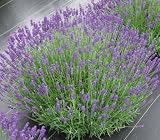 Lavandula Folgate 31/2