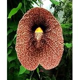 Rare Giant Dutchman's Pipe Vine Plant - Aristolochia