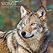 Wolves Wall Calendar (2016)