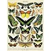 (20x28) Natural History Butterflies Decorative Decoupage Vintage Style Paper Poster Print