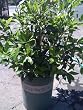 Bay Laurel Five Gallon Plant