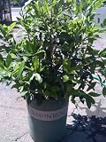 Bay Laurel Five Gallon Plant