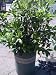 Bay Laurel Five Gallon Plant