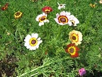 3,000 Painted Daisy Seeds With FREE Shipping