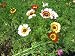 3,000 Painted Daisy Seeds With FREE Shipping