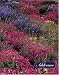 American Wildflowers Add